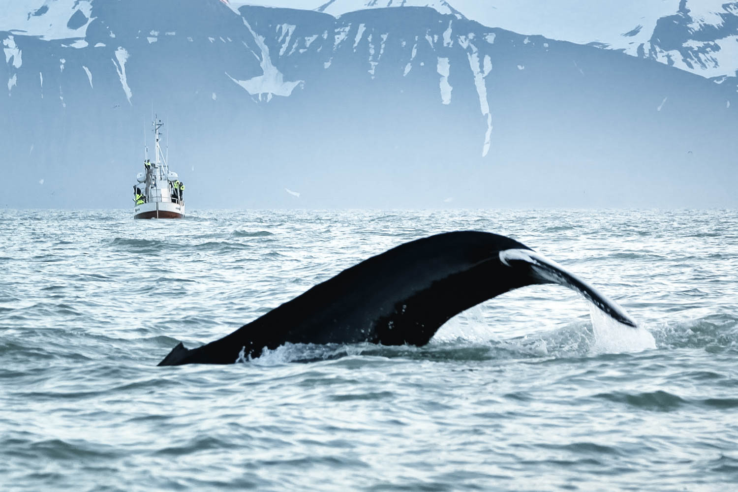 Humpback whale with boat in the background