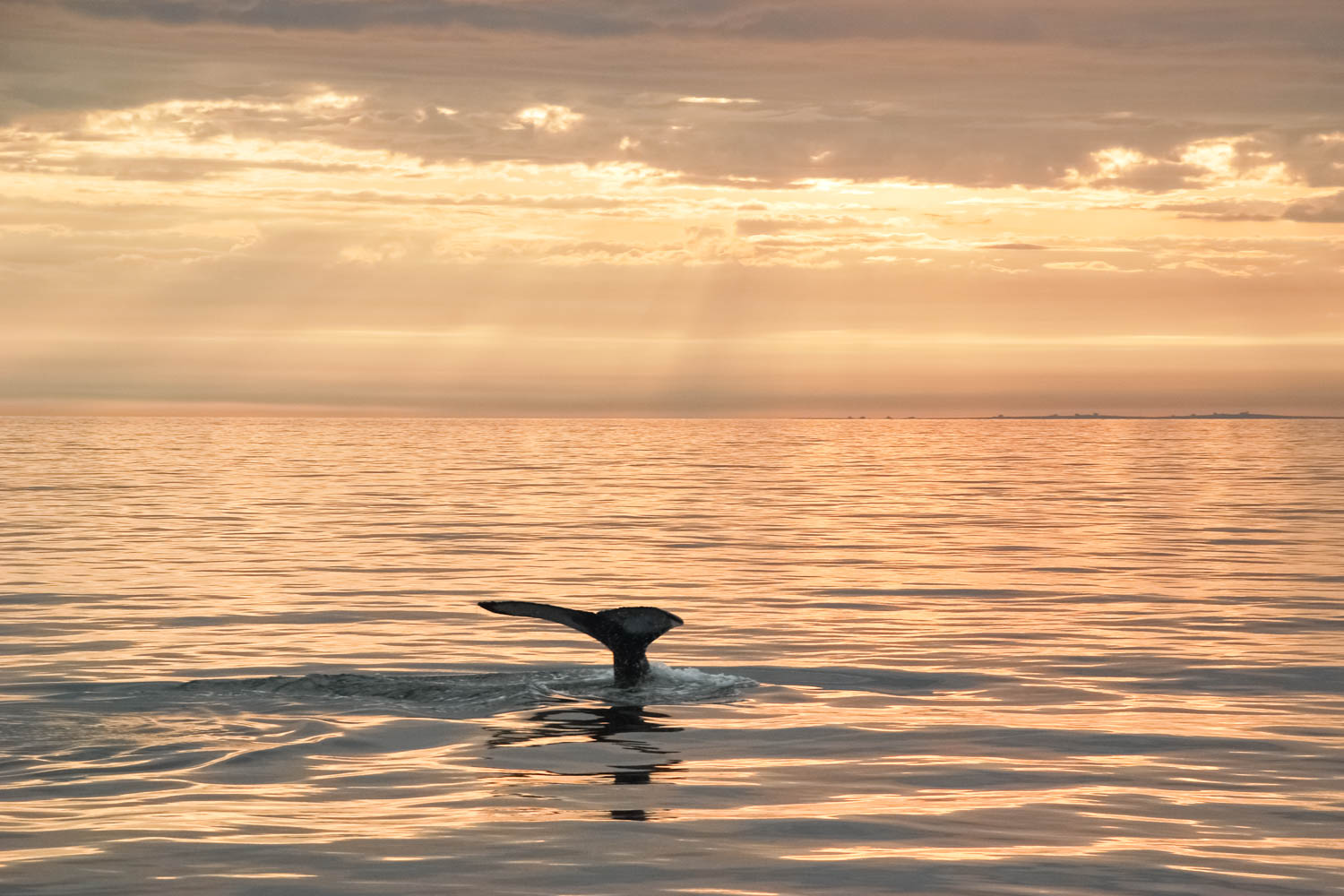 Humpback whale in midnight sun