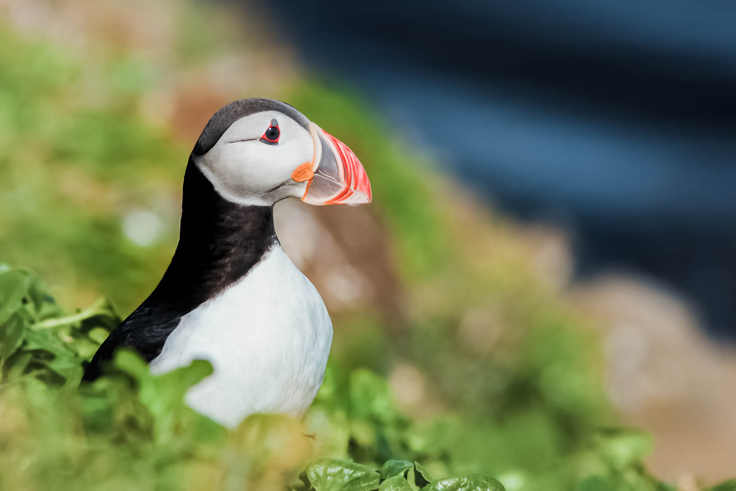 Puffin at Lundey